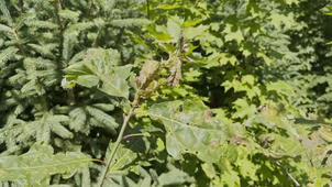 Ident_Outaouais-Benjamin_Delvincourt.mp4