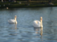 Más vale pájaro en mano